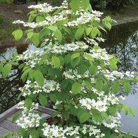 Thompson & Morgan Viburnum Kilimanjaro 3.6 Litre Potted Plant x 1, White