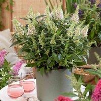 Thompson & Morgan Buddleja Butterfly Candy Little White 3 Litre Potted Plant x 1, White