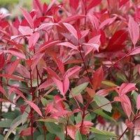 Thompson & Morgan Hardy Shrub - Photinia Red Robin Standard Tree -3 Litre Potted Plant x 4 - Ready to Plant in Pots, Containers and Gardens, Red