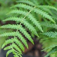 Thompson & Morgan Dicksonia Antarctica (Australian Fern Tree) 1ft Trunk x 1