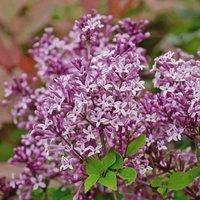 Thompson & Morgan Syringa meyeri Palibin (Standard) 2 Litre Potted Plant x 4