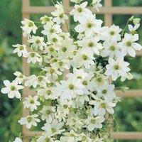 Thompson & Morgan Clematis Early Sensation 2 Litre Potted Plant x 1, White