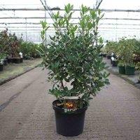 Thompson & Morgan Arbutus unedo Roselily 3 Litre Potted Plant x 1, Green