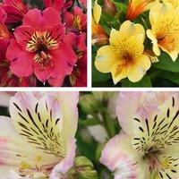 Thompson & Morgan Alstroemeria Valley Collection 6 Jumbo Plugs (50mm)