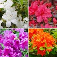 Thompson & Morgan Azalea Dwarf Collection 9cm Potted Plants x 8