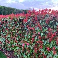 Thompson & Morgan Photinia Fraseri Red Robin 9cm Potted Plant x 6