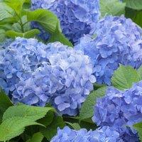 Thompson & Morgan Hydrangea macrophylla Blue Danube 3 Litre Potted Plant x 1