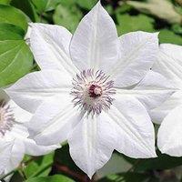 Thompson & Morgan Clematis Snow Queen 2 Litre Potted Plant x 1