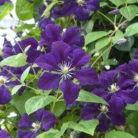 Thompson & Morgan Clematis Viticella Etoile Violette 2 Litre Potted Plant x 1