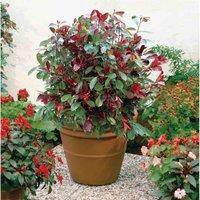 Thompson & Morgan Photinia Fraseri Red Robin 9cm Pot x 2, Red