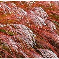 Thompson & Morgan Miscanthus (Grass) Indian Summer 9cm Pot x 2££££££