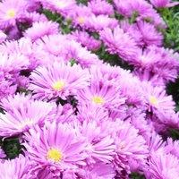 Thompson & Morgan Aster Tonga 1 Litre Potted Plant x 2, Purple