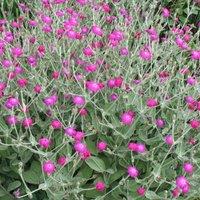 Thompson & Morgan Lychnis coronaria 1 Litre Potted Plants x 2, Pink