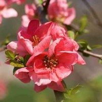 Thompson & Morgan Chaenomeles x superba Pink Lady 9cm Potted Plant x 2