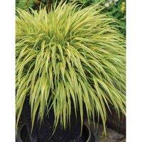 Thompson & Morgan Hakonechloa macra Aureola 9cm Pot x 2