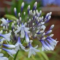 Thompson & Morgan Agapanthus Twister 9cm Potted Plant x 3