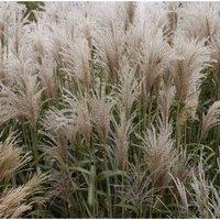 Thompson & Morgan Miscanthus (Grass) sinensis Cute One?12cm Potted Plant x 1