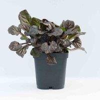Thompson & Morgan Ajuga reptans Caitlins Giant 1 Litre Potted Plants x 1, Purple