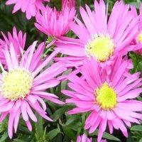 Thompson & Morgan Aster Bahamas 1 Litre Potted Plant x 1