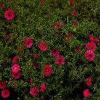 Thompson & Morgan Aster Chatterbo 1 Litre Potted Plant x 1, Pink