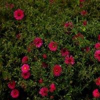 Thompson & Morgan Aster Novi Belgii Professor Anton Kippenberg 1 Litre Potted Plantx 1, Pink