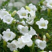 Thompson & Morgan Campanula persicifolia Alba 1 Litre Potted Plant x 1, White