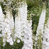 Thompson & Morgan Delphinium Galahad 1 Litre Potted Plant x 1