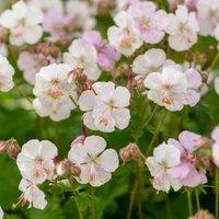 Thompson & Morgan Geranium (Hardy) cantabrigiense Biokovo 1 Litre Potted Plant x 1, Pink