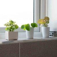 Thompson & Morgan Green Mix 6cm Potted Plant x 3