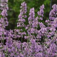 Thompson & Morgan Nepeta Six Hills Giant 1 Litre Potted Plant x 1