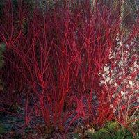Thompson & Morgan Cornus alba Sibirica 9cm Pot x 2, Red