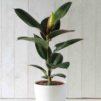 Thompson & Morgan Ficus elastica Robusta - Indian Rubber Houseplant x 1 (12cm Pot)