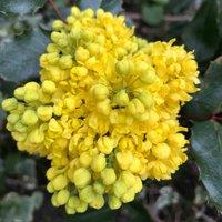 Thompson & Morgan Mahonia Aquifolium 9cm Potted Plant x 2