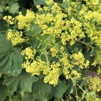 Thompson & Morgan Alchemilla mollis Thriller 9cm Potted Plant x 1, Green