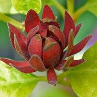 Thompson & Morgan Carolina Allspice (Calycanthus floridus) 9cm Potted Plant x 1, Red