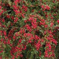 Thompson & Morgan Cotoneaster horizontalis 9cm Pot x 1