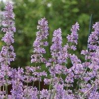 Thompson & Morgan Nepeta Six Hills Giant 9cm Potted Plant x 1