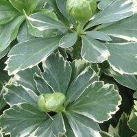 Thompson & Morgan Pachysandra terminalis Variegata 9cm Potted Plant x 1, Green