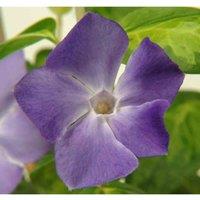 Thompson & Morgan Vinca major 9cm Potted Plant x 1