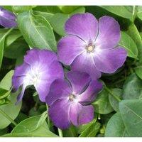 Thompson & Morgan Vinca Minor Atropurpurea 8cm Potted Plant x 1