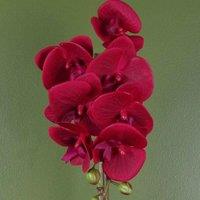 Artificial Orchid Red With Silver Pot 46Cm Botanik, Red