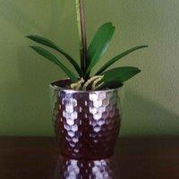 Orchid Artificial Dark Pink Silver 50Cm Phalaenopsis Botanik, Pink
