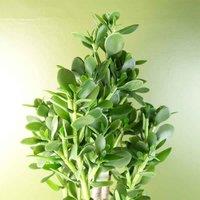 Artificial Large Plant Shrub Green Jade 75Cm Tall Botanik, Green