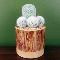 Artificial Cactus Plant Cacti In Ceramic Planter Botanik, Green