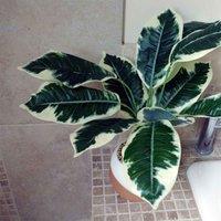 Artificial Plant Pothos Variagated With Planter Botanik, Orange