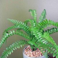 Large Artificial Fern Plant Realistic With Planter & Stand Botanik, Green