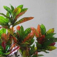 Artificial House Plant Codiaeum Multicoloured Office Tree 130Cm Bright Croton Botanik, Green