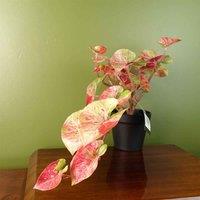 Artificial Pink Caladium Potted Trailing Plant Botanik, Pink