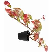 Artificial Hanging Trailing Plant Plant Pink Splash Caladium Botanik, Pink