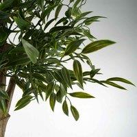 Artificial Plant Ruscus Tree- 2716 Leaves Uv Protected Outdoor Botanik, Green